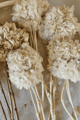 Beyaz Ortanca-Kuru Çiçek