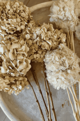 Natürel Ortanca-Kuru Çiçek